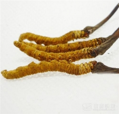 9周年庆-青海玉树冬虫夏草感恩回馈组-10g（冬虫夏草10g、虫草酒125ml*2、赠虫草约1克）