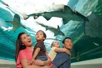 悉尼亲子生态套票(塔龙加动物园+水族馆+悉尼塔)