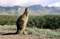 墨尔本大洋路+格兰屏国家公园冒险之旅三天两晚跟团游