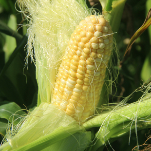 【10斤装】云南金银水果爆浆玉米