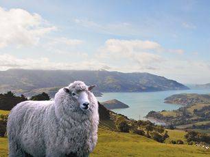 春暖花开，来新西兰赴一场鲁冰花与星辰大海的约会