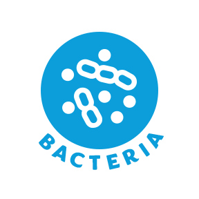 Bacteria
