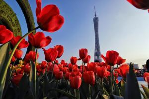 【跟团游】广州1天＊打卡广州  云道  连通工程、寻味荔枝湾老西关、登广州塔、有轨电车赏花城美景＊广东人游广州＜佛山＞